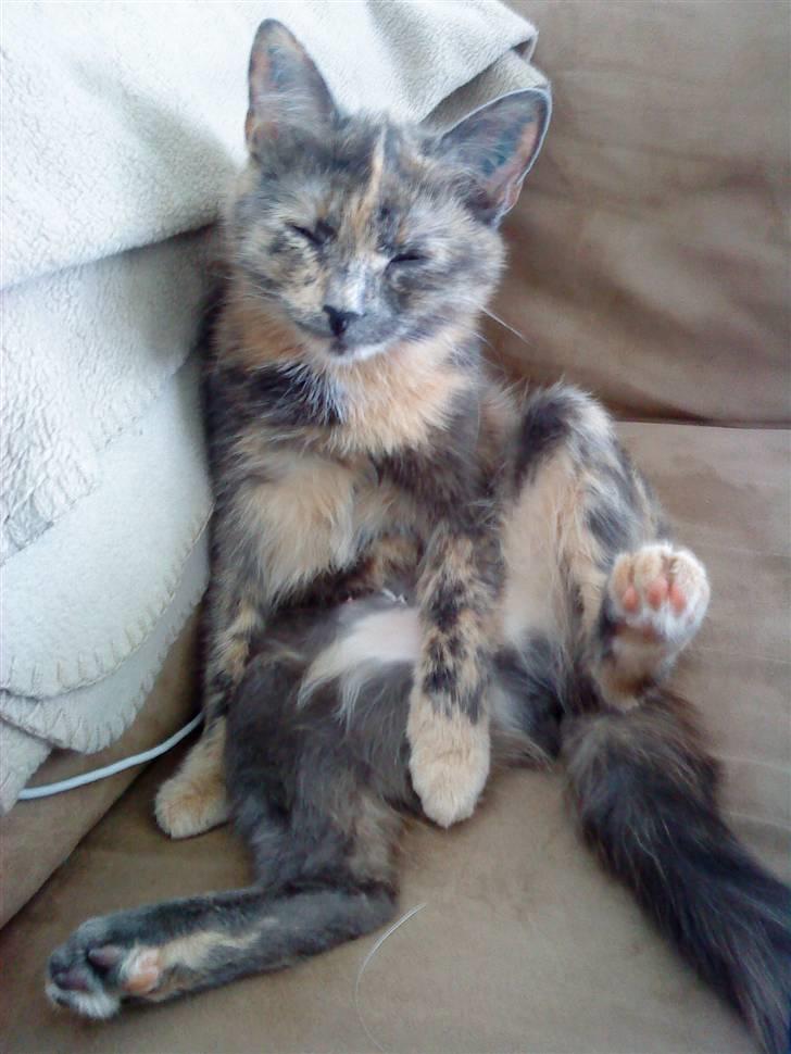 Huskat Futte billede 18