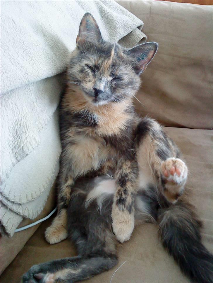 Huskat Futte billede 19