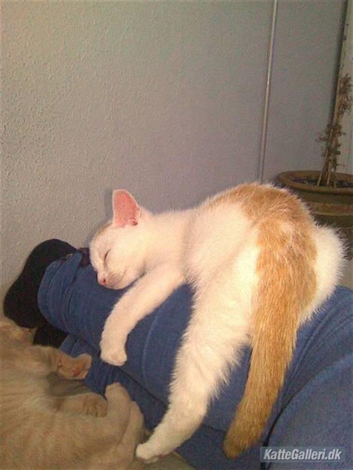 Huskat Pjevs - Dovendyr.. billede 1