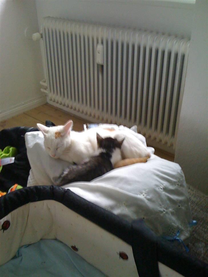 Huskat Pjevs - Pjevs og bittemis.. billede 2