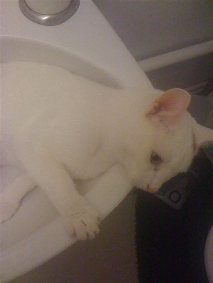 Huskat Pjevs billede 3