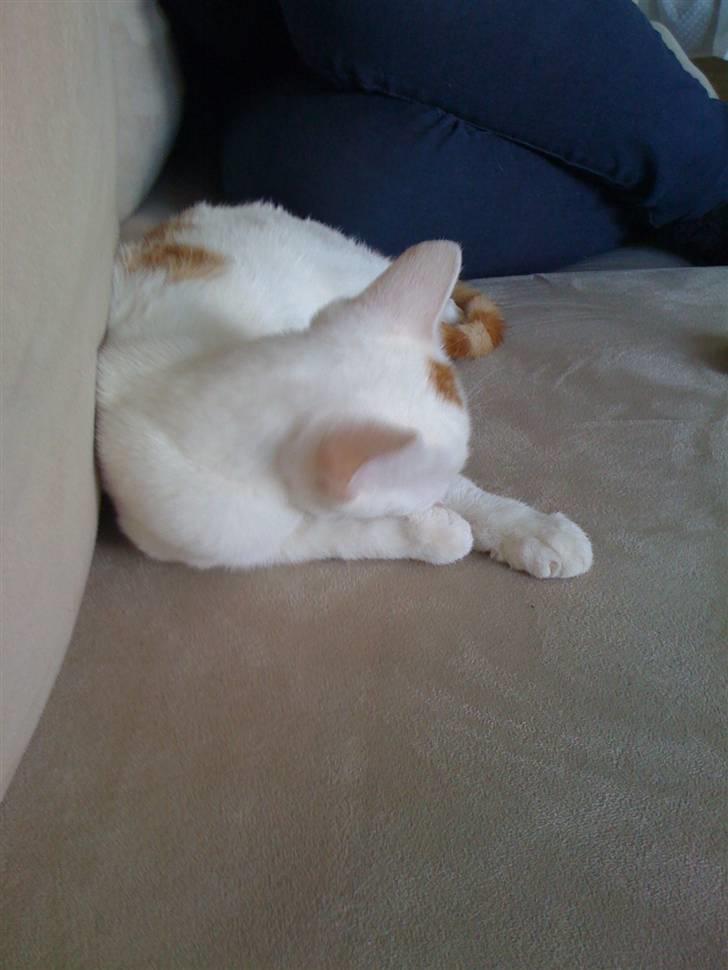 Huskat Pjevs - Dovner lige for engangs skyld. billede 4