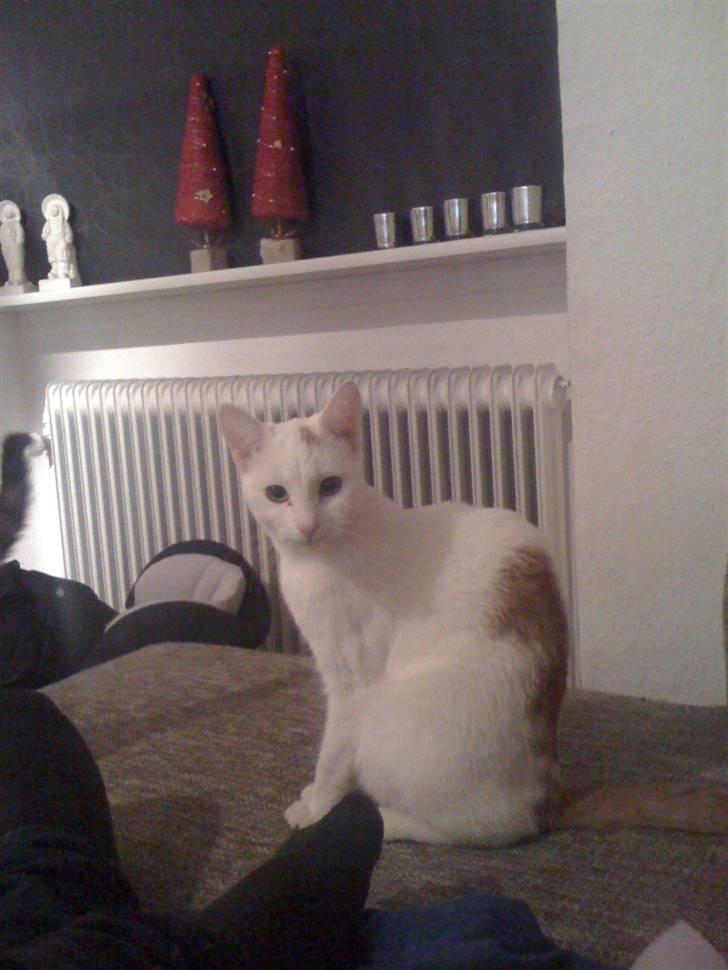 Huskat Pjevs billede 5