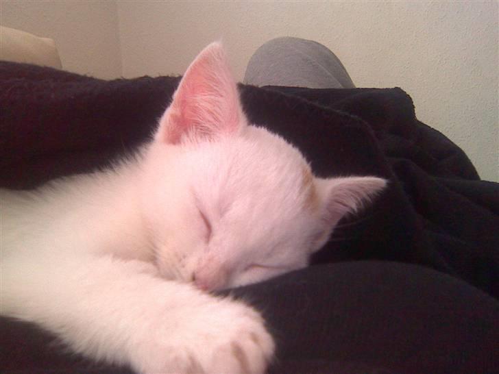 Huskat Pjevs - sooove. billede 6