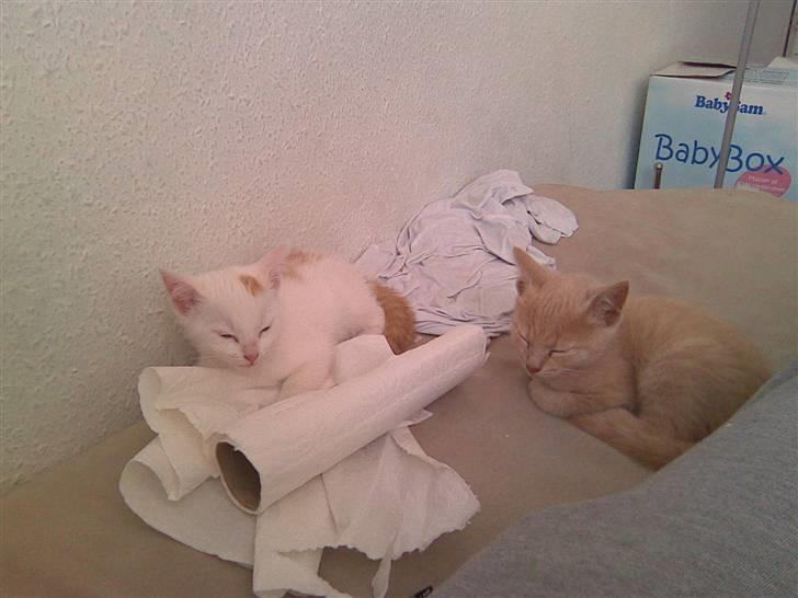 Huskat Pjevs - Pjevs med bror Simba billede 7