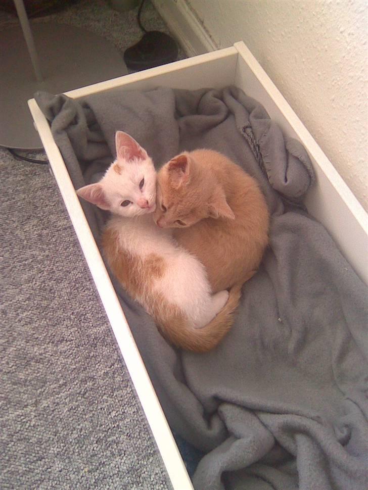 Huskat Pjevs - Pjevs og Simba der putter.. billede 8