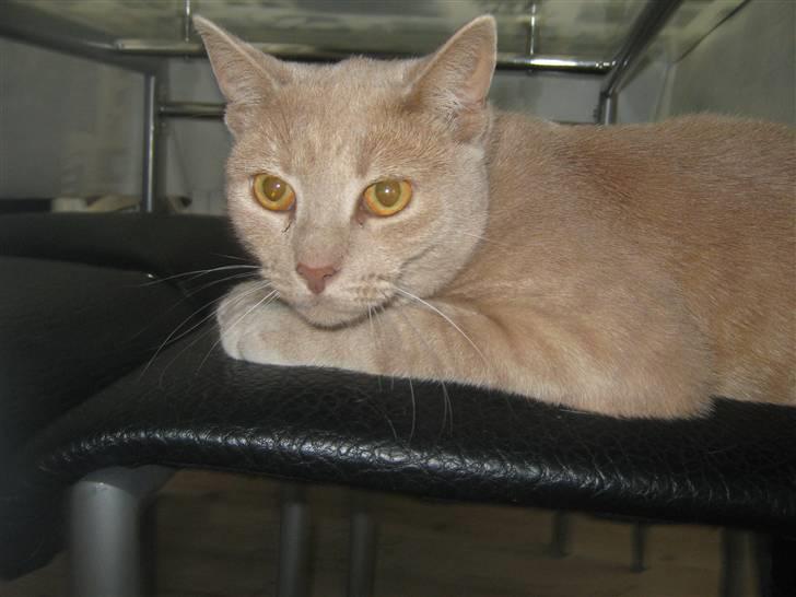 Huskat Simba - Swimba.. billede 1