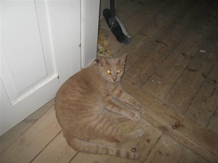 Huskat Simba - Simba. billede 2