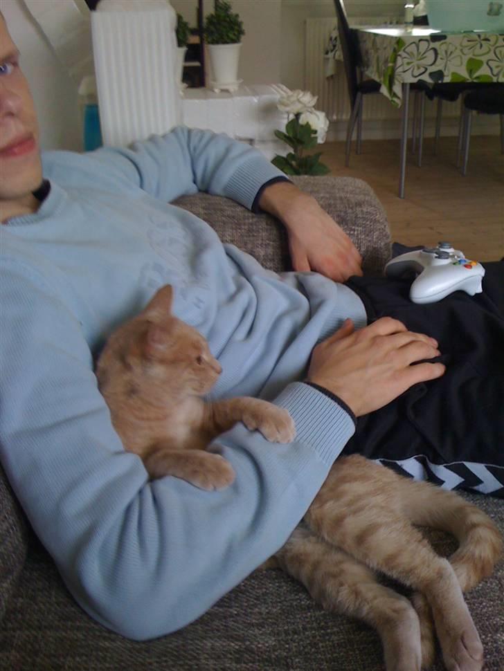 Huskat Simba - Kenny og Simba billede 3