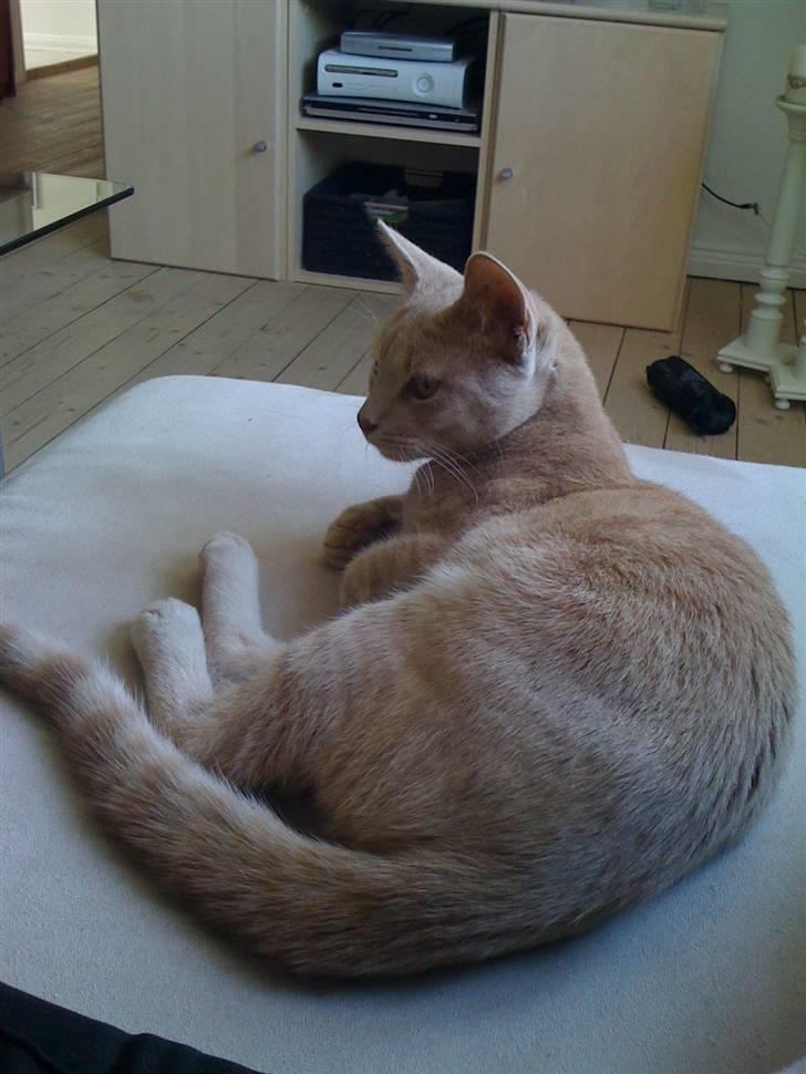 Huskat Simba - Nyder livet.. billede 4