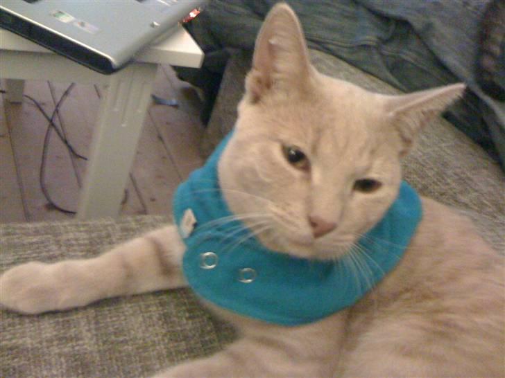 Huskat Simba - Med hagesmæk billede 5