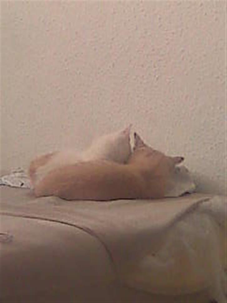 Huskat Simba - Putter med Pjevs billede 6