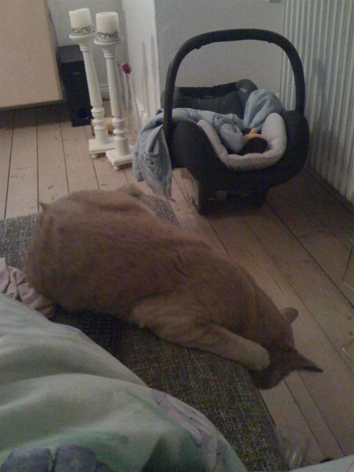 Huskat Simba - Her Simba så faldet i søvn.. billede 7