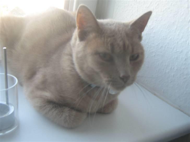 Huskat Simba - Feder den i vinduet. billede 8