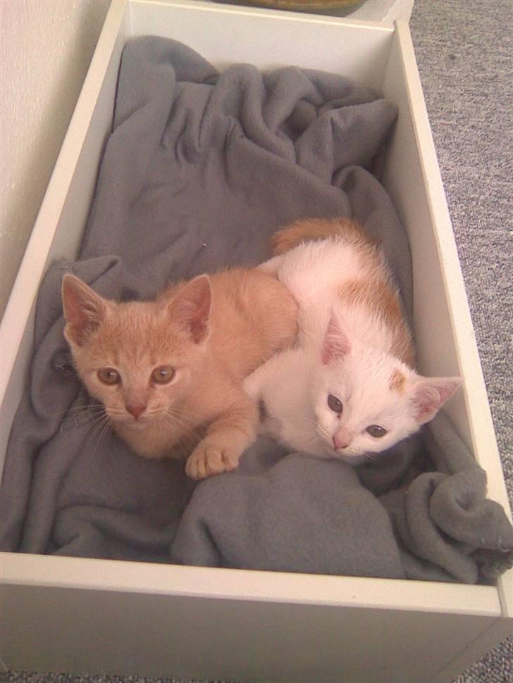 Huskat Simba - Og putter endnu en gang med Pjevs.. billede 9