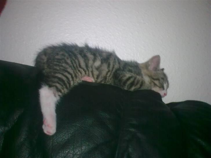 Huskat Neo - flad-ud misser :D billede 7
