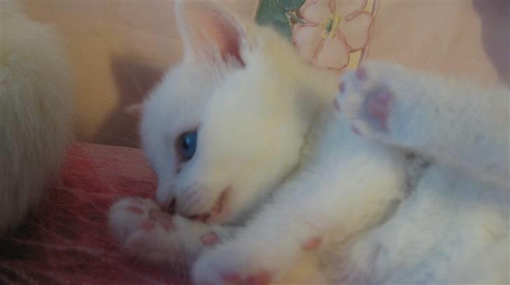 Blanding af racer Nisse :] billede 7