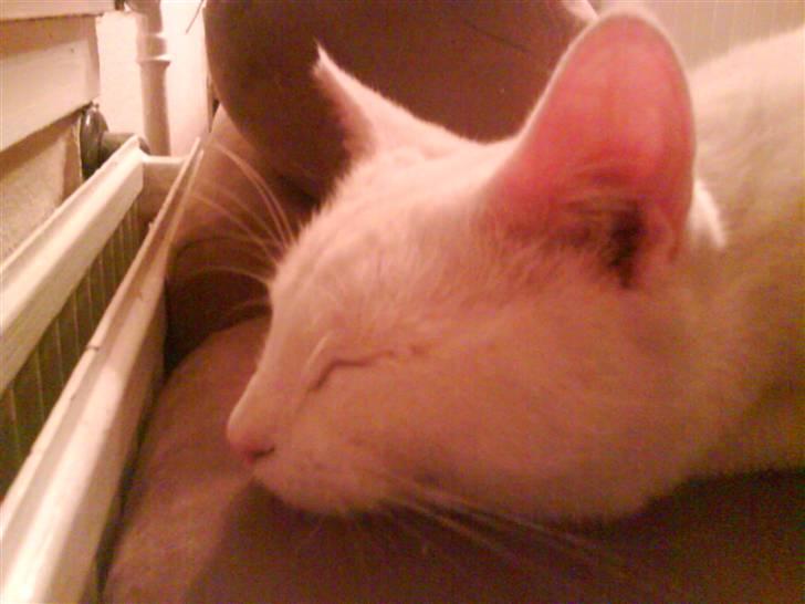 Blanding af racer Nisse :] billede 8