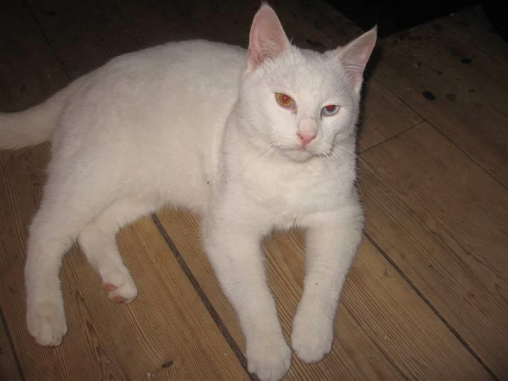 Blanding af racer Nisse :] - Han ligner lidt en doven hund her :o)  billede 9