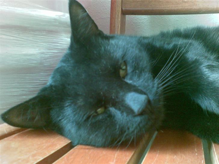 Huskat Kovu billede 7