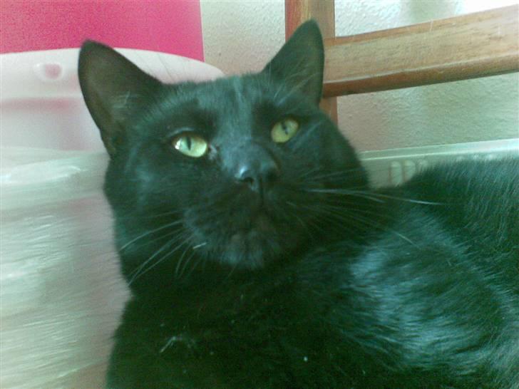 Huskat Kovu billede 8