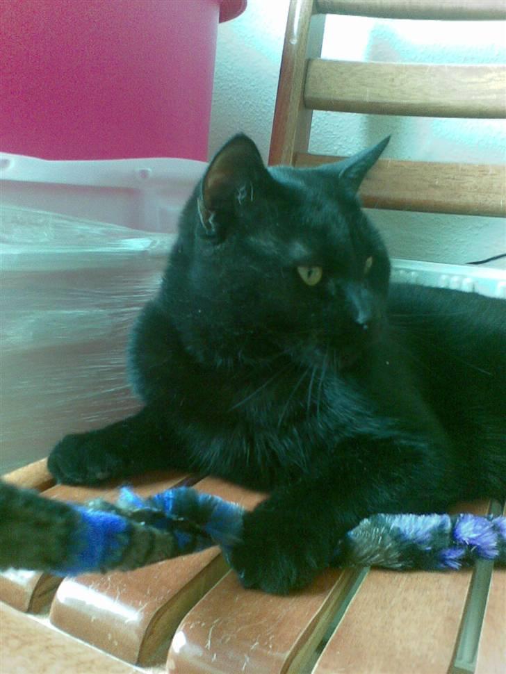 Huskat Kovu billede 9