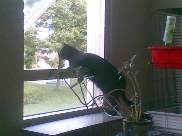 Huskat Kovu - Hey er der nogle tøsser ??? billede 10