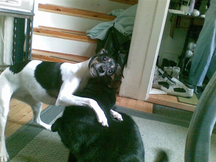 Huskat Kovu - Ikke noget beder end at holde sig sund, end en god omgang brydning :P  billede 12