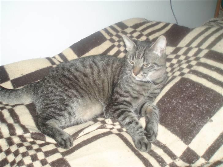 Huskat Tiger *bor på landet - Tiger <3 billede 4