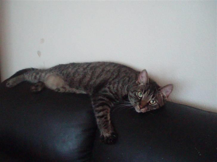 Huskat Tiger *bor på landet - afslapning Tiger <3<3 billede 5