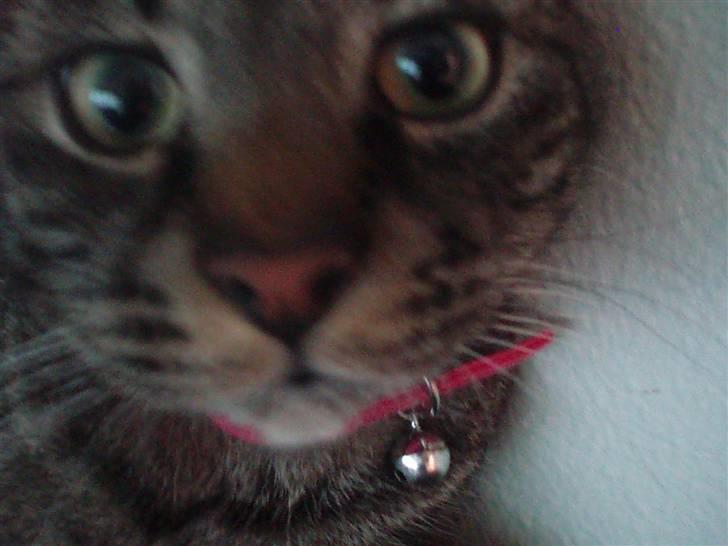 Huskat Tiger *bor på landet - Tit tit :´) Tiger <3 billede 6