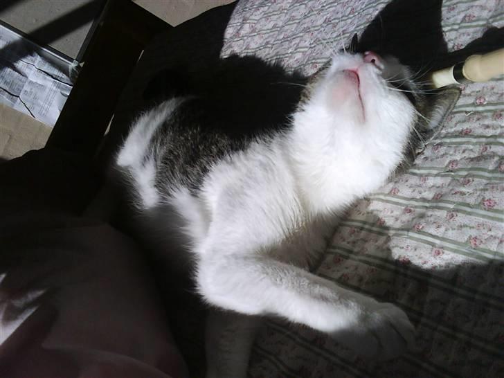 Huskat Mille *Elsket!* billede 2