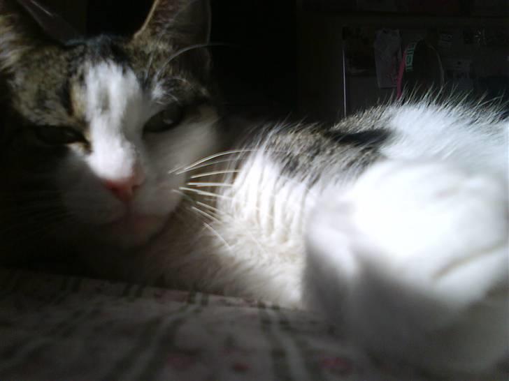 Huskat Mille *Elsket!* billede 3