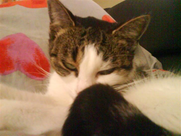 Huskat Mille *Elsket!* billede 4