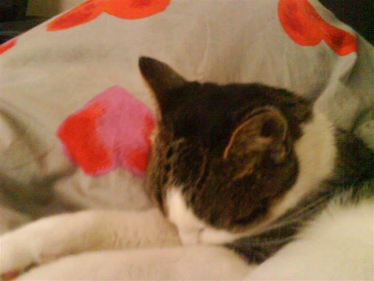 Huskat Mille *Elsket!* - Nuuurh :O Mille skatten sover :* billede 5