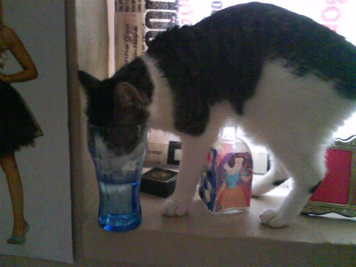 Huskat Mille *Elsket!* - Smager vandet godt skat? billede 6