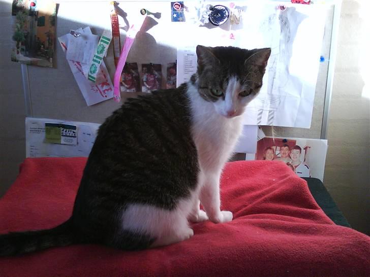 Huskat Mille *Elsket!* billede 7