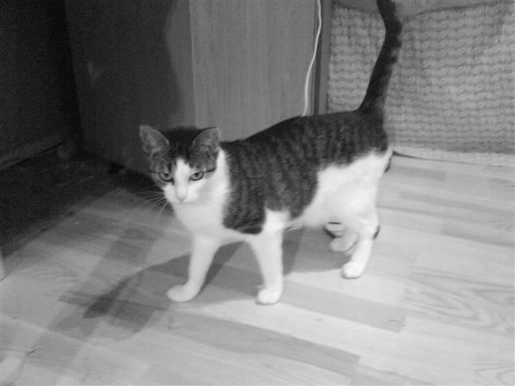 Huskat Mille *Elsket!* billede 8