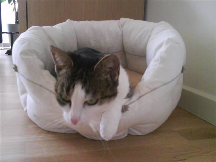 Huskat Mille *Elsket!* billede 9