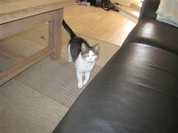 Huskat Mille *Elsket!* billede 10