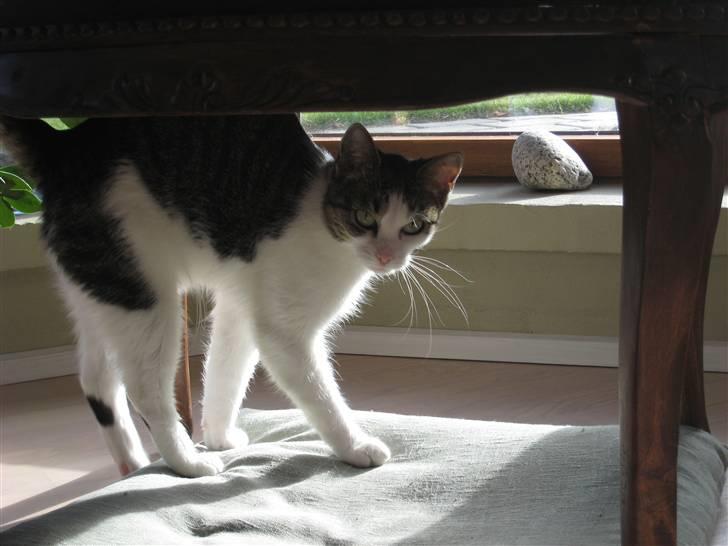 Huskat Mille *Elsket!* billede 11