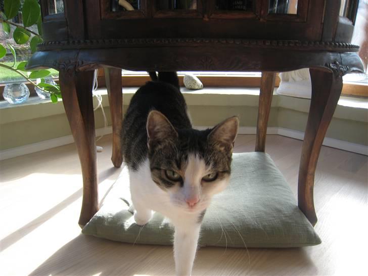 Huskat Mille *Elsket!* - OH NO! the lion is comming :O RUN FOR YOUR LIFE! billede 12