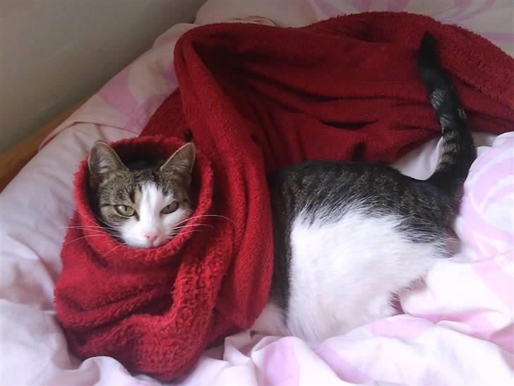 Huskat Mille *Elsket!* - BØH! billede 14