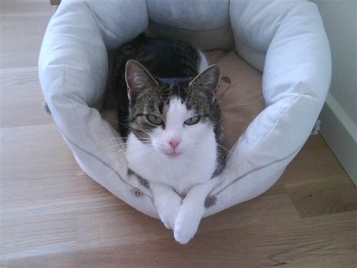 Huskat Mille *Elsket!* - skal du slå mig mille billede 15