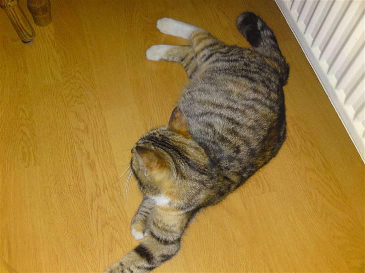 Blanding af racer Mille - Man kan godt se at hun er ved at blive stor. (venter killinger) :o) billede 9