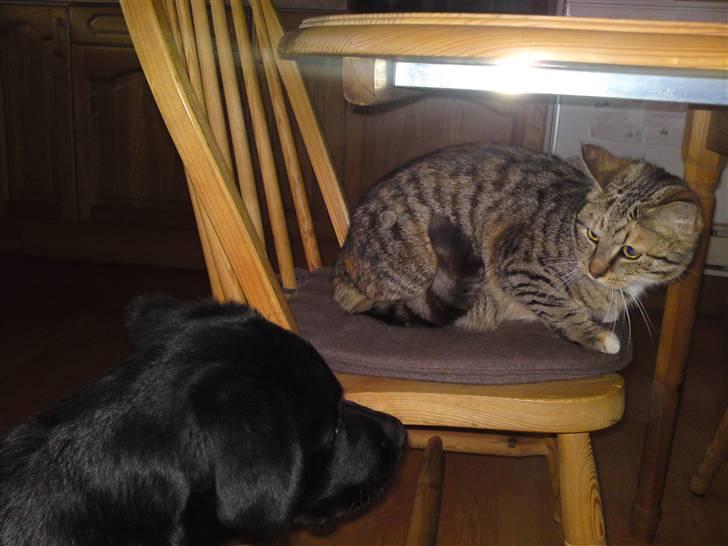 Blanding af racer Mille - Bella vil så gerne lege med Mille, men.... billede 10