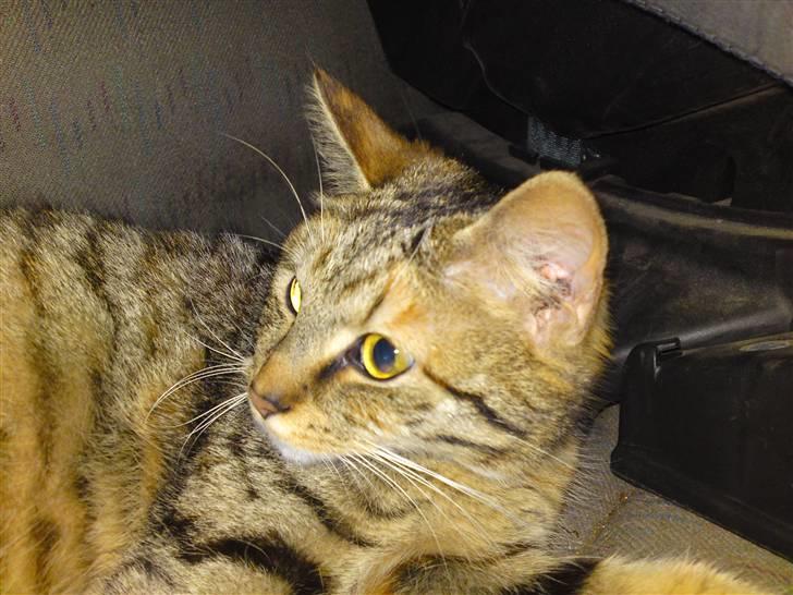 Blanding af racer Mille - Hmm, hva fik hun mon øje på. :o) billede 11