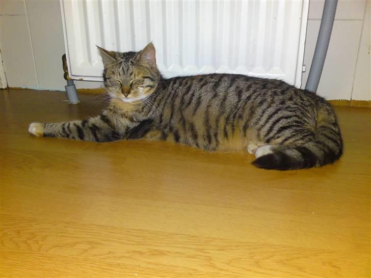 Blanding af racer Mille - Mille kan godt lide at ligge foran radiatoren. :o) billede 12