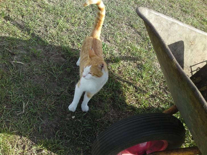 Blanding af racer Tarzan (DØD D. 15/9 - 09) - Tarzan gik en tur med på folden. :o) billede 6