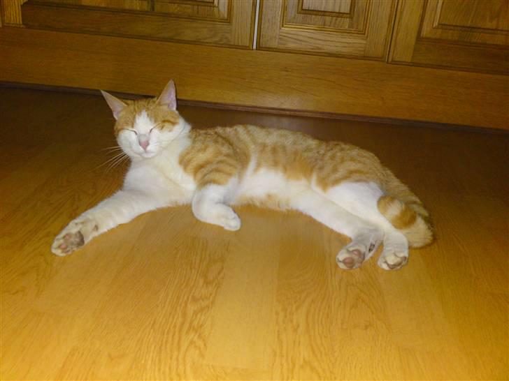 Blanding af racer Tarzan (DØD D. 15/9 - 09) - Tarzan slænger sig på køkkengulvet. :o) billede 7